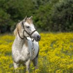 centre de soin pour chevaux