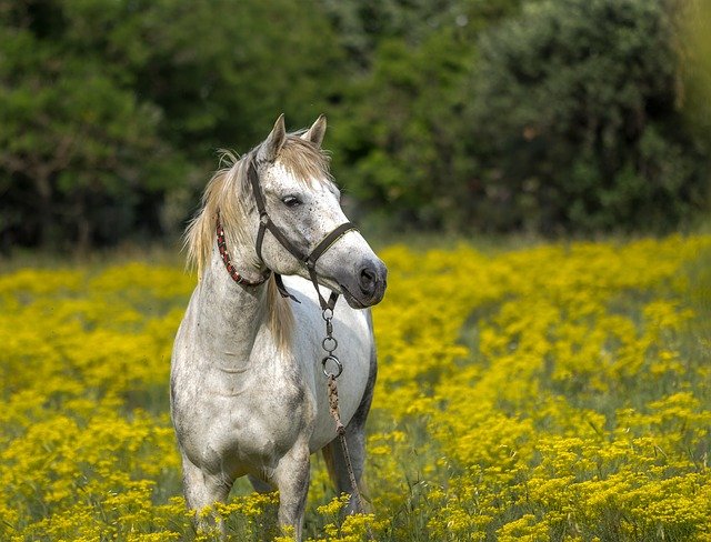 centre de soin pour chevaux