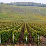 Comment acheter un domaine viticole en Languedoc-Roussillon ?