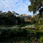 Champ luxuriant avec une montagne à Madagascar