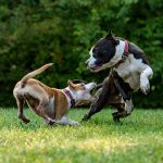 Socialisation Staffie