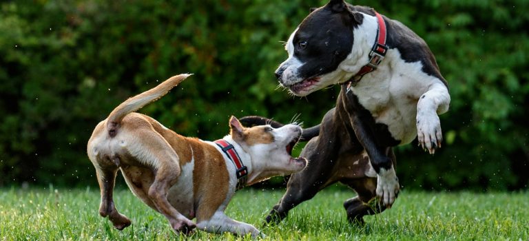 Socialisation Staffie