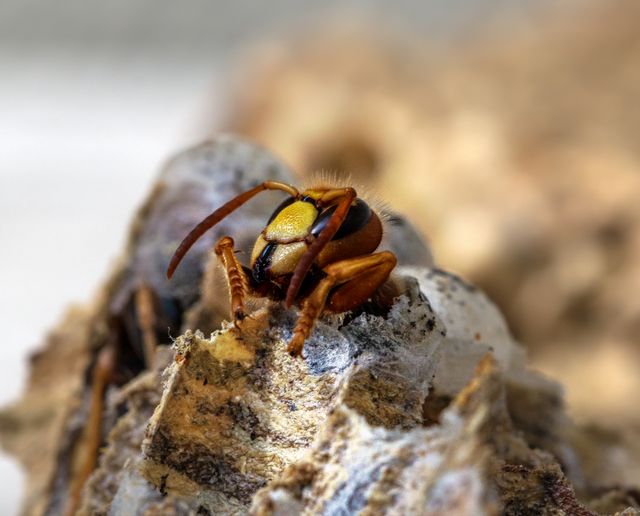 destruction des nids de guêpes et frelons à Lille