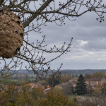 Frelon asiatique dans le Nord en 2026 : nid en boule repéré dans un arbre après la chute des feuilles