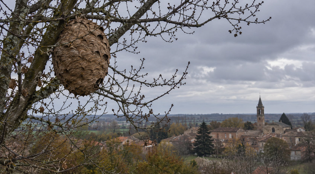 Frelon asiatique dans le Nord en 2026 : nid en boule repéré dans un arbre après la chute des feuilles